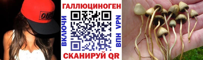 Галлюциногенные грибы Psilocybe Ужур